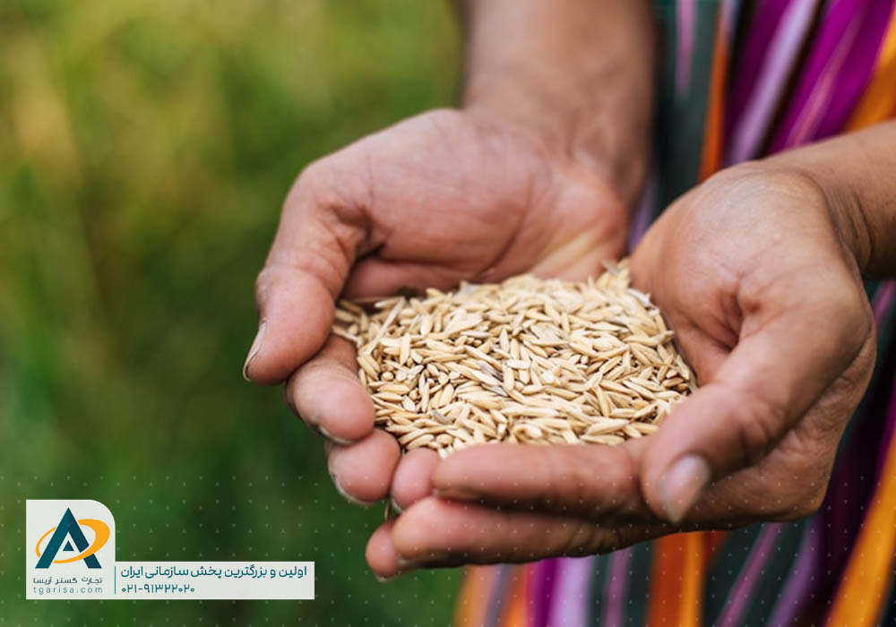 انواع برنج هندی