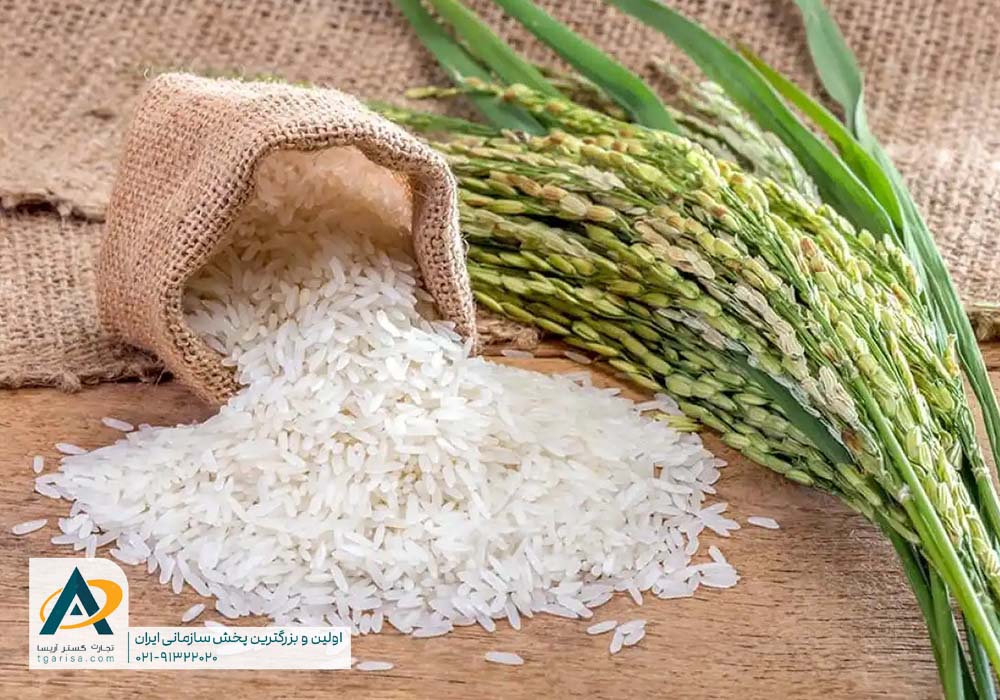 انواع برنج شیرودی